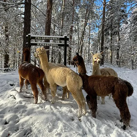 Apartmán Moderne - Alpakahof Zum Himmelreich, Traumhafte Lage, Terrasse Mit Weitblick, Kostenfreier Parkplatz, Naehe Kurklinik, Optional Sauna