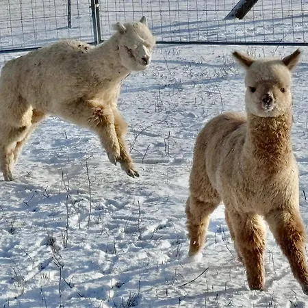 Moderne - Alpakahof Zum Himmelreich, Traumhafte Lage, Terrasse Mit Weitblick, Kostenfreier Parkplatz, Naehe Kurklinik, Optional Sauna *