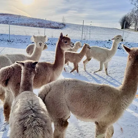 Moderne - Alpakahof Zum Himmelreich, Traumhafte Lage, Terrasse Mit Weitblick, Kostenfreier Parkplatz, Naehe Kurklinik, Optional Sauna