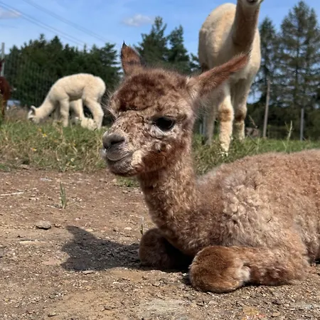 Moderne - Alpakahof Zum Himmelreich, Traumhafte Lage, Terrasse Mit Weitblick, Kostenfreier Parkplatz, Naehe Kurklinik, Optional Sauna Apartmán *