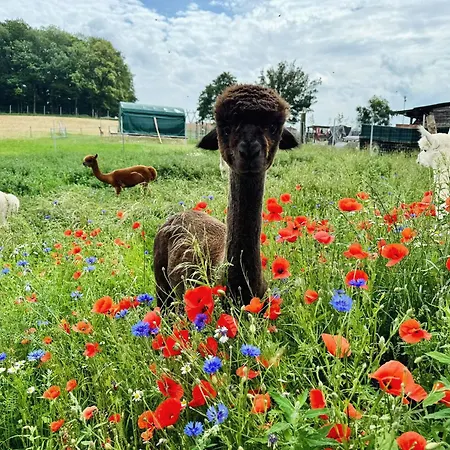 Moderne - Alpakahof Zum Himmelreich, Traumhafte Lage, Terrasse Mit Weitblick, Kostenfreier Parkplatz, Naehe Kurklinik, Optional Sauna *