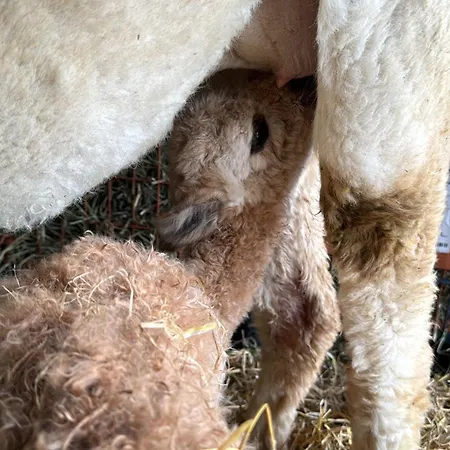 Daire Moderne - Alpakahof Zum Himmelreich, Traumhafte Lage, Terrasse Mit Weitblick, Kostenfreier Parkplatz, Naehe Kurklinik, Optional Sauna