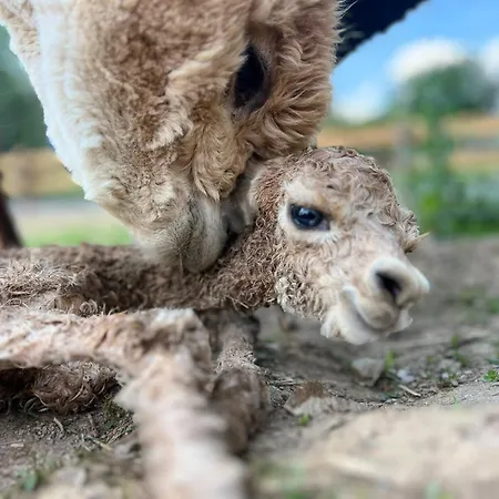 Apartmán Moderne - Alpakahof Zum Himmelreich, Traumhafte Lage, Terrasse Mit Weitblick, Kostenfreier Parkplatz, Naehe Kurklinik, Optional Sauna Bad Gottleuba