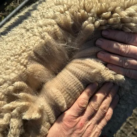 Moderne - Alpakahof Zum Himmelreich, Traumhafte Lage, Terrasse Mit Weitblick, Kostenfreier Parkplatz, Naehe Kurklinik, Optional Sauna