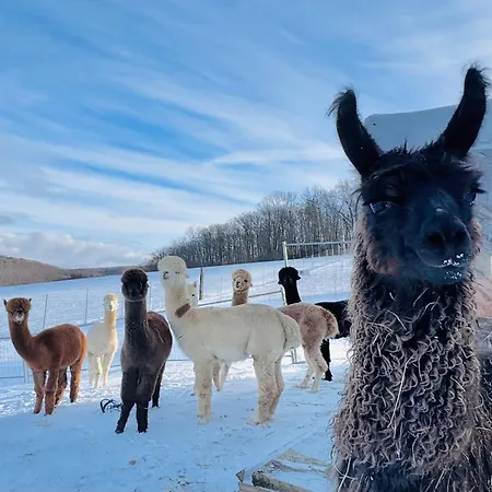 Moderne - Alpakahof Zum Himmelreich, Traumhafte Lage, Terrasse Mit Weitblick, Kostenfreier Parkplatz, Naehe Kurklinik, Optional Sauna *