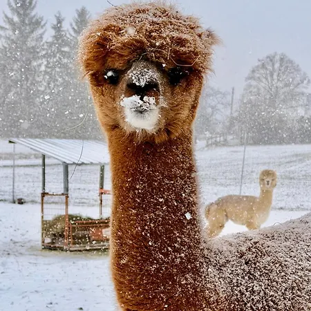 Moderne - Alpakahof Zum Himmelreich, Traumhafte Lage, Terrasse Mit Weitblick, Kostenfreier Parkplatz, Naehe Kurklinik, Optional Sauna