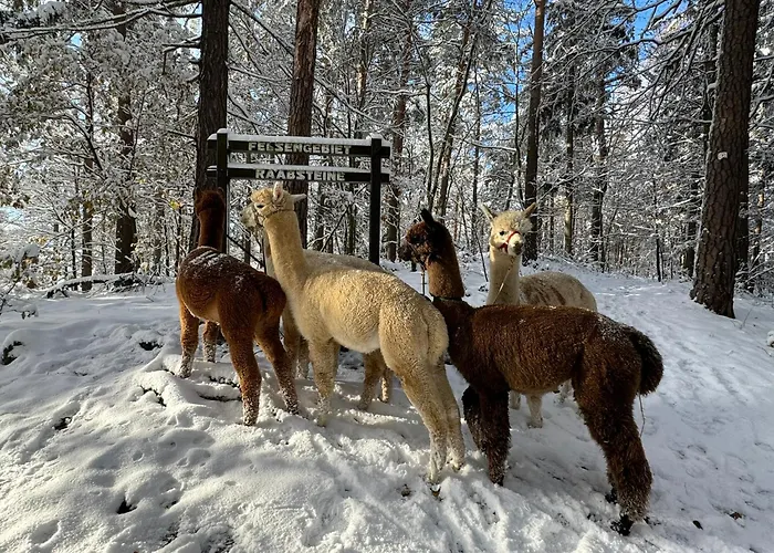 Apartment Moderne - Alpakahof Zum Himmelreich, Traumhafte Lage, Terrasse Mit Weitblick, Kostenfreier Parkplatz, Nähe Kurklinik, Optional Sauna