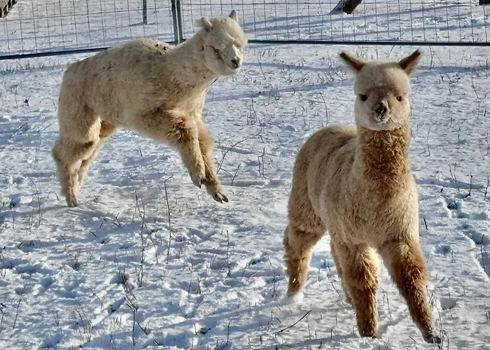 Moderne - Alpakahof Zum Himmelreich, Traumhafte Lage, Terrasse Mit Weitblick, Kostenfreier Parkplatz, Nähe Kurklinik, Optional Sauna *