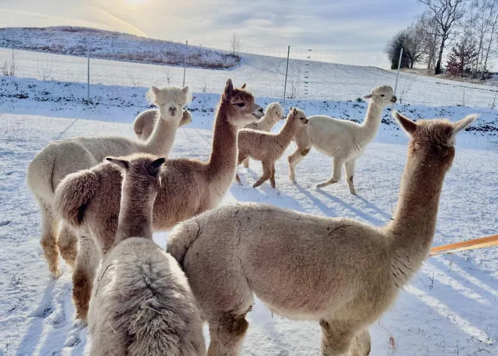 Moderne - Alpakahof Zum Himmelreich, Traumhafte Lage, Terrasse Mit Weitblick, Kostenfreier Parkplatz, Nähe Kurklinik, Optional Sauna