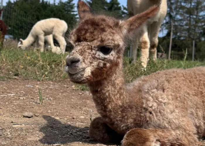 Moderne - Alpakahof Zum Himmelreich, Traumhafte Lage, Terrasse Mit Weitblick, Kostenfreier Parkplatz, Nähe Kurklinik, Optional Sauna Apartment *