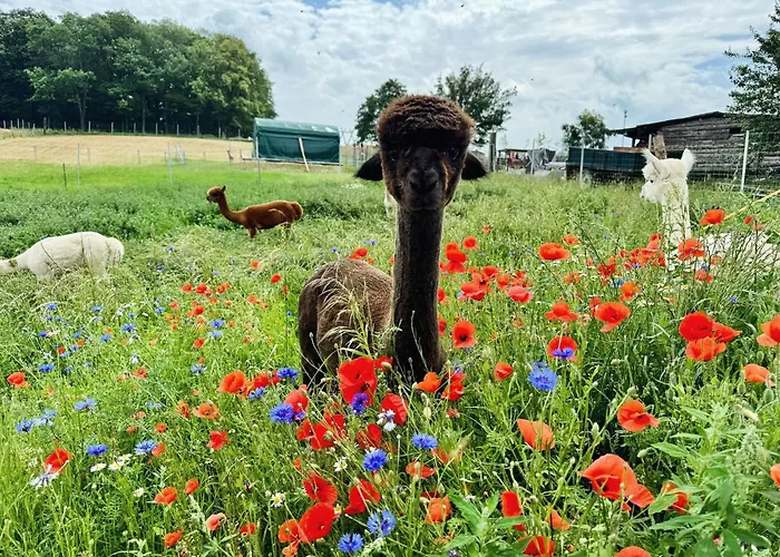 Moderne - Alpakahof Zum Himmelreich, Traumhafte Lage, Terrasse Mit Weitblick, Kostenfreier Parkplatz, Nähe Kurklinik, Optional Sauna *