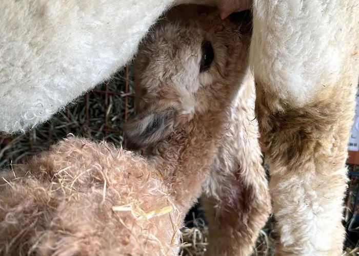 Apartment Moderne - Alpakahof Zum Himmelreich, Traumhafte Lage, Terrasse Mit Weitblick, Kostenfreier Parkplatz, Nähe Kurklinik, Optional Sauna