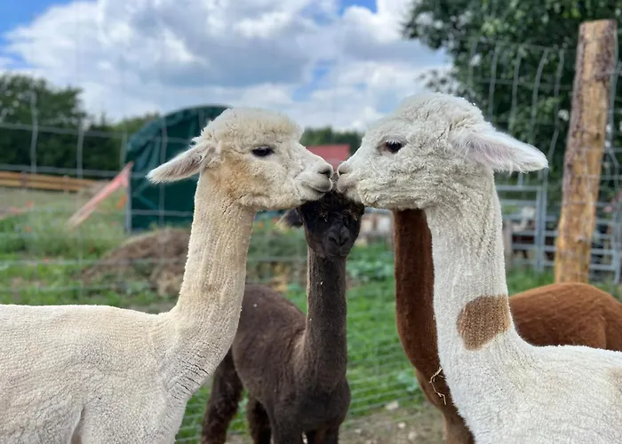 Moderne - Alpakahof Zum Himmelreich, Traumhafte Lage, Terrasse Mit Weitblick, Kostenfreier Parkplatz, Nähe Kurklinik, Optional Sauna *