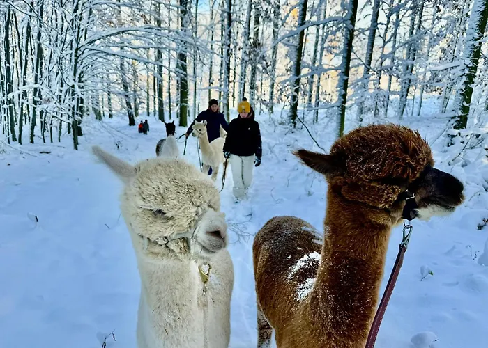 Apartment Moderne - Alpakahof Zum Himmelreich, Traumhafte Lage, Terrasse Mit Weitblick, Kostenfreier Parkplatz, Nähe Kurklinik, Optional Sauna