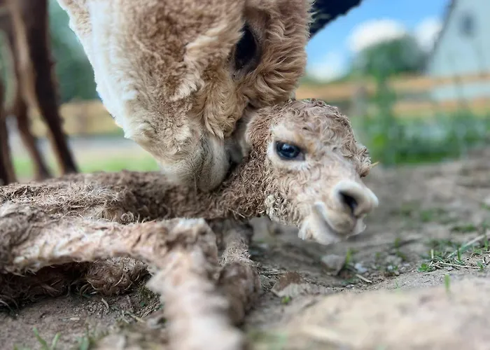 Apartment Moderne - Alpakahof Zum Himmelreich, Traumhafte Lage, Terrasse Mit Weitblick, Kostenfreier Parkplatz, Nähe Kurklinik, Optional Sauna Bad Gottleuba