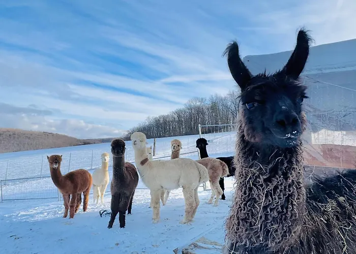 Moderne - Alpakahof Zum Himmelreich, Traumhafte Lage, Terrasse Mit Weitblick, Kostenfreier Parkplatz, Nähe Kurklinik, Optional Sauna *
