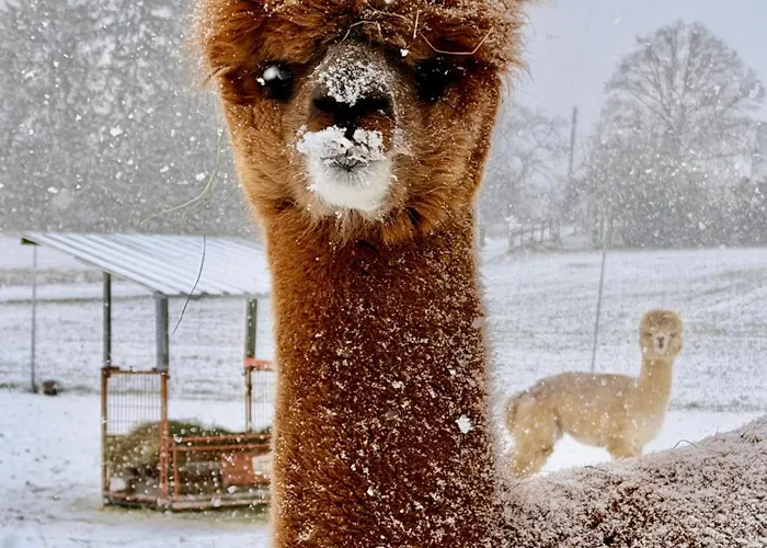 Moderne - Alpakahof Zum Himmelreich, Traumhafte Lage, Terrasse Mit Weitblick, Kostenfreier Parkplatz, Nähe Kurklinik, Optional Sauna